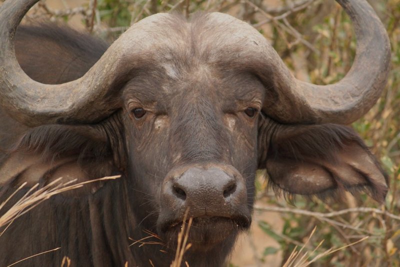 The African buffalo