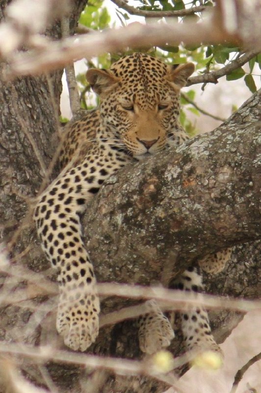 Leopard hanging in the tree