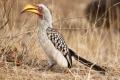 The southern yellow-billed hornbill