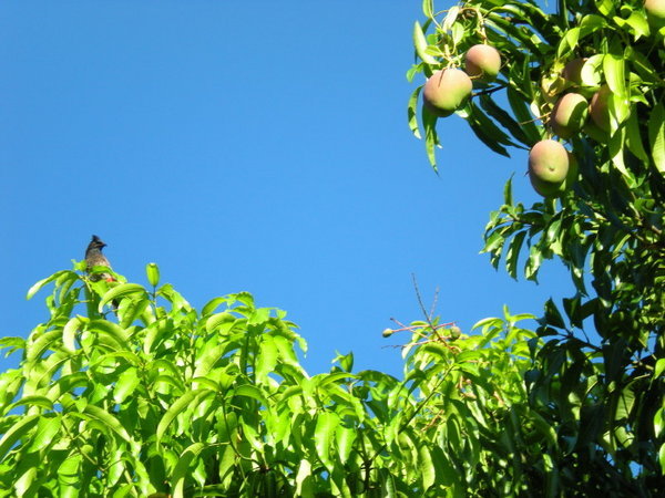 Our evil mango tree