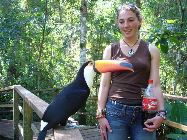 Casey with the famous Guiness Bird the Toucan at Iguaza Bird Santuary