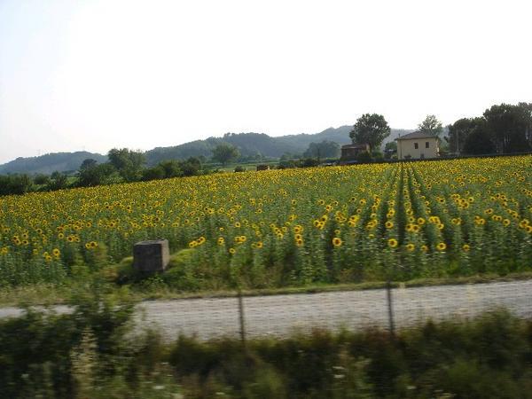 Sunflower field in tuscany