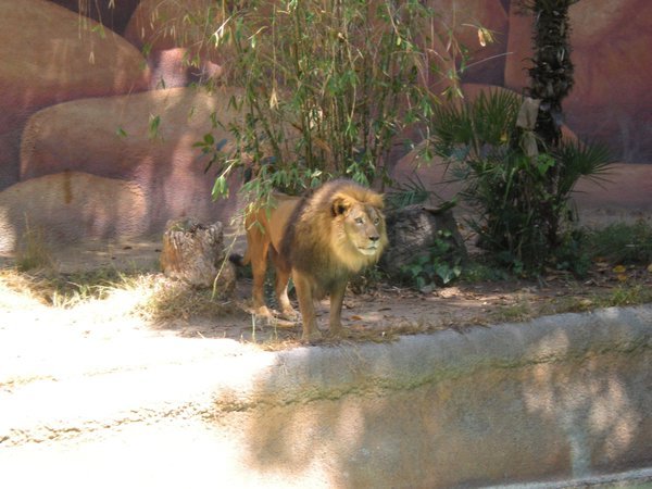 Lion at LA Zoo