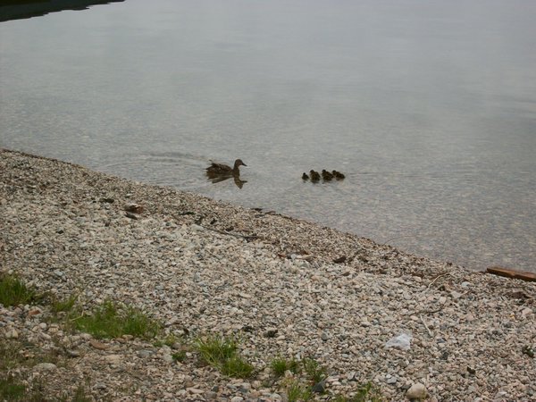Duck and her Babies