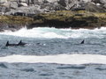 Dolphins & African Penguins