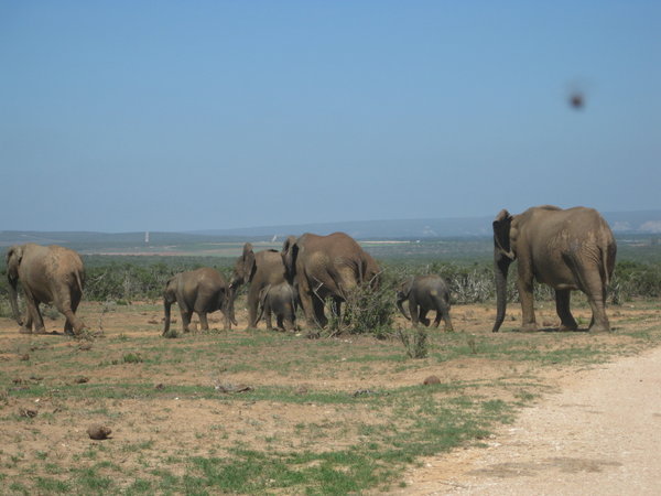 Elephants Crossing the Road