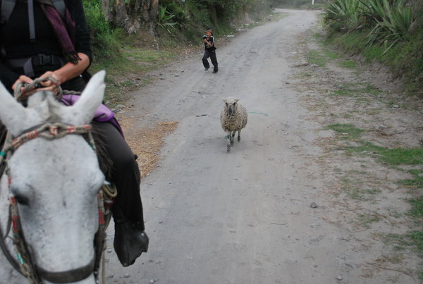 Boy chasing Sheep 
