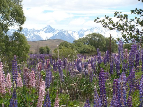 Lupins and the Mountain