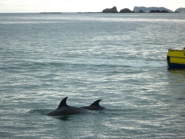 Bay of Island dolphins ..