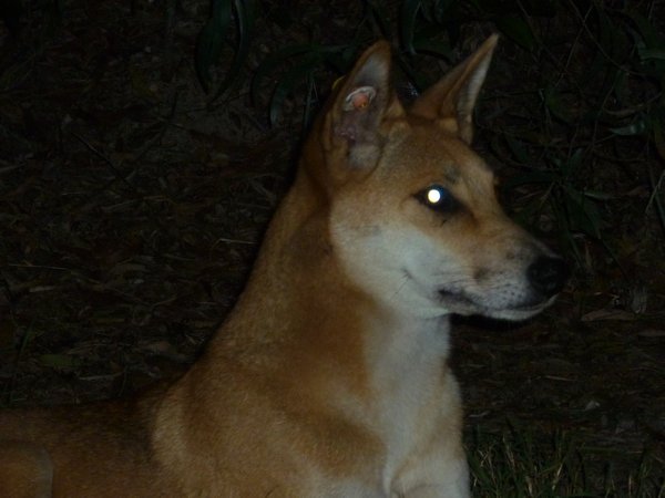 Fraser island dingo