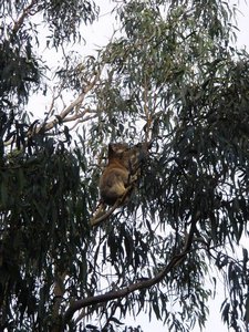 My first Koala spotted..!