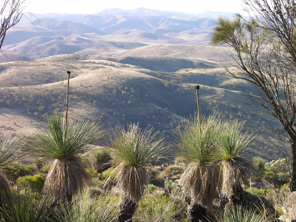 Flinders Ranges plants and landscapes