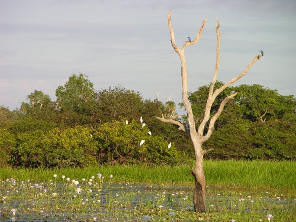 Trees and birds, Kakadu
