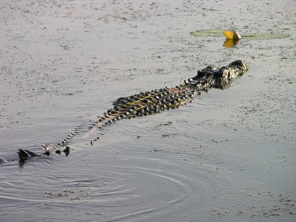 A Kakadu croc...!