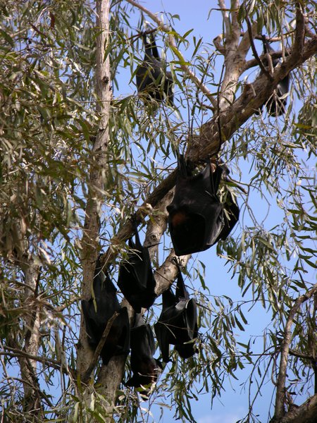 Bats in the trees at Katherine Gorge