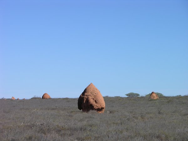 Termite Mound, Western Australia style ..