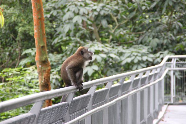 Forest walkway with monkey, Singapore