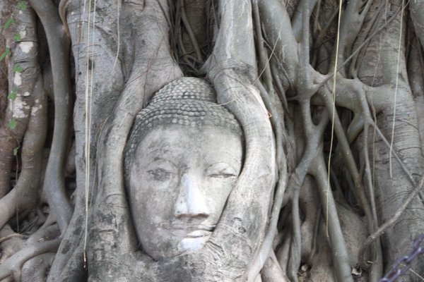 Ayutthaya Buddha head in the tree