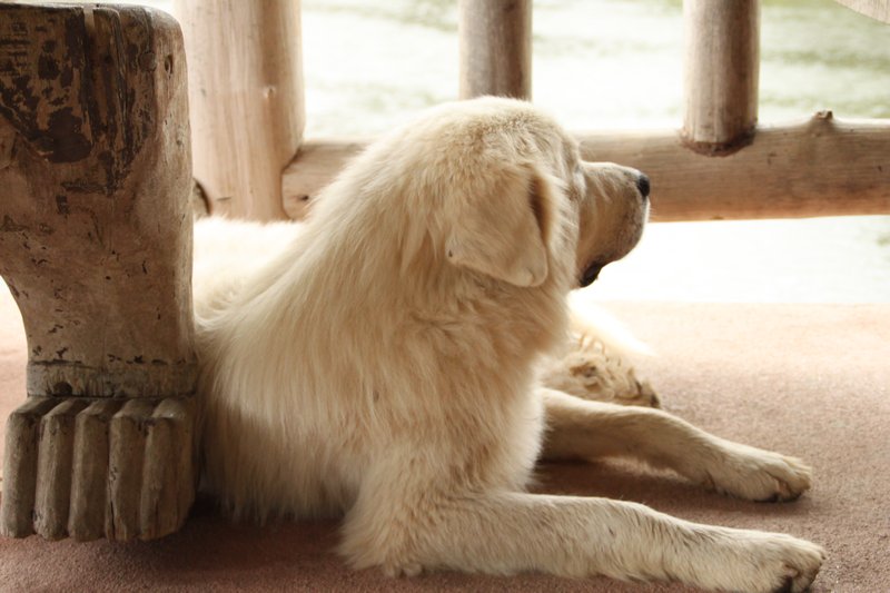 Gorgeous mountain dog, Chiang Rai