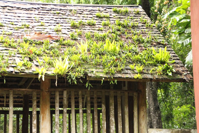 Fern covered roof, Chiang Rai garden