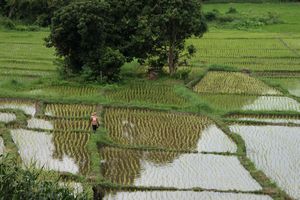 Chiang Mai rice fields