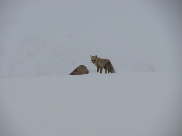 Foxes in the Whiteout