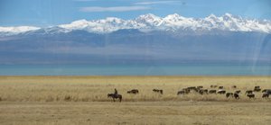 Hardy Kyrgyz Herders