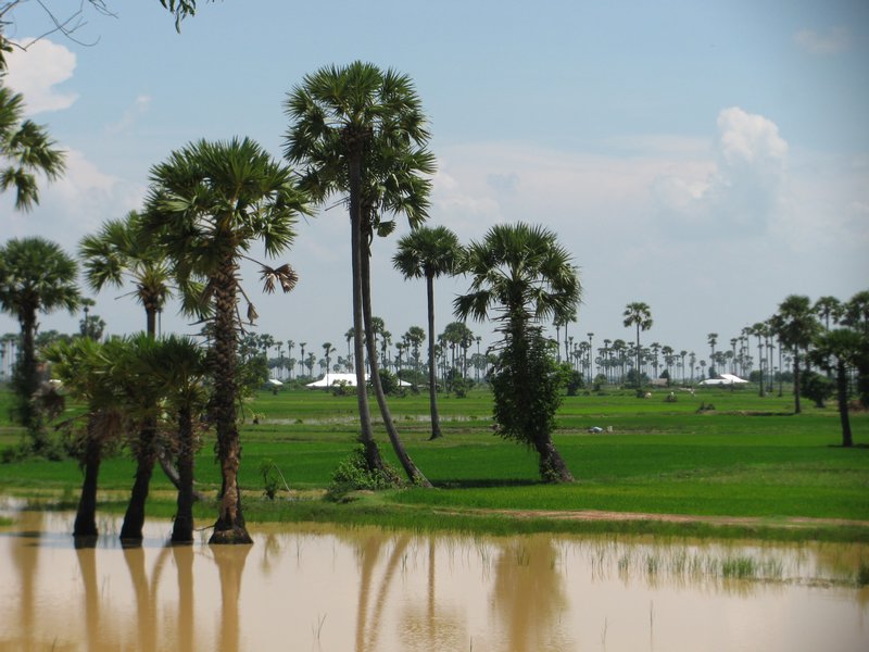 Palms and Rice