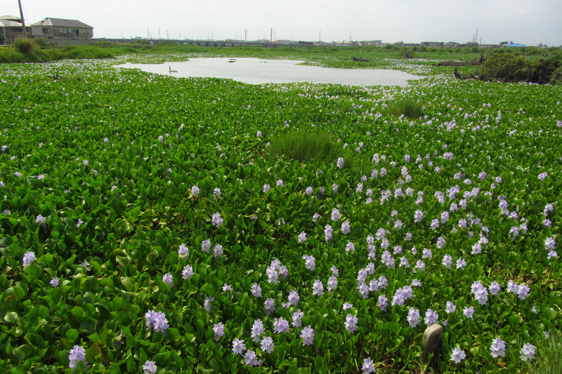 Flowers on the old lagoon