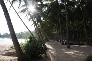Yoga Platform in the Coconut Grove