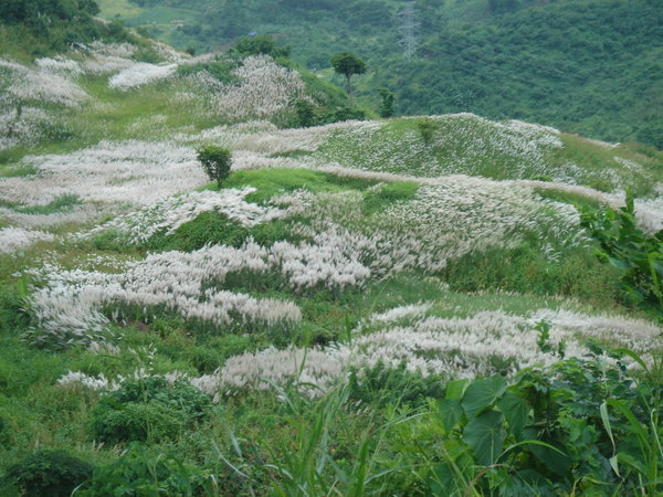 Grassfields in Pililla mountains