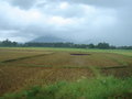 Mabitac, Laguna ricefields