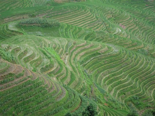 Longsheng Rice Terraces