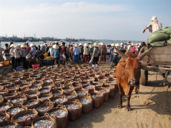 Mui Ne Fishing village - buckets of fish!