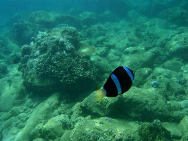 Nha Trang Snorkelling - clown fish