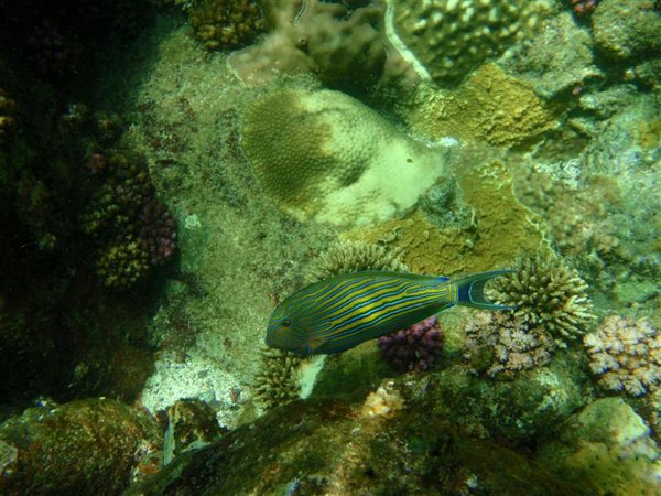 Nha Trang Snorkelling - parrot fish