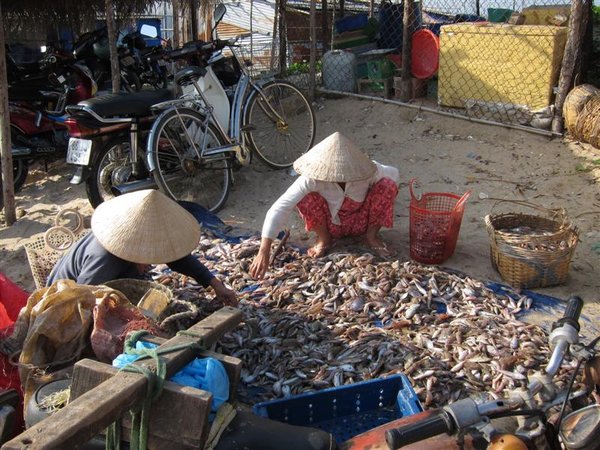 Mui Ne Fishing village - sorting out the fish