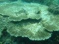 Nha Trang Snorkelling - plate coral