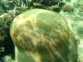 Nha Trang Snorkelling - brain coral
