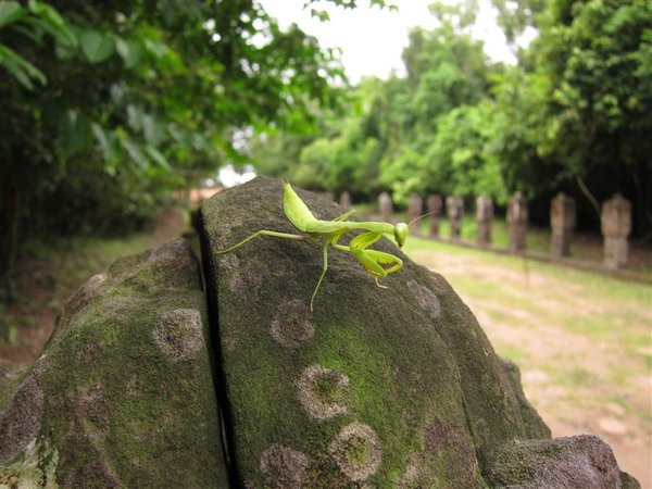 Outside Preah Khan, Preying Mantis