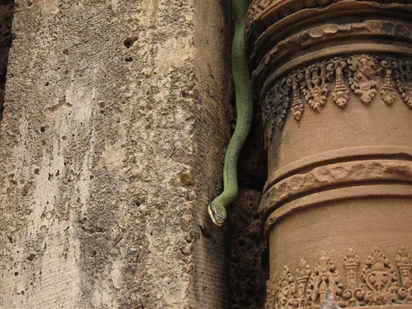 A red tailed tree snake at	Banteay Srei