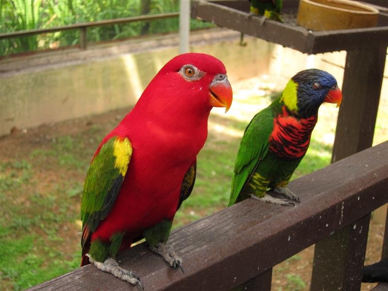 More from the bird park