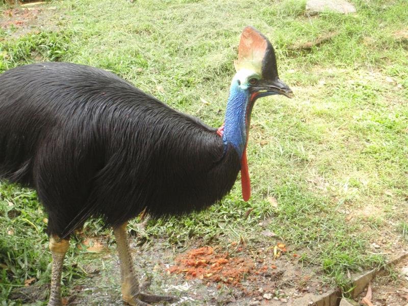 KL bird park- cassowary