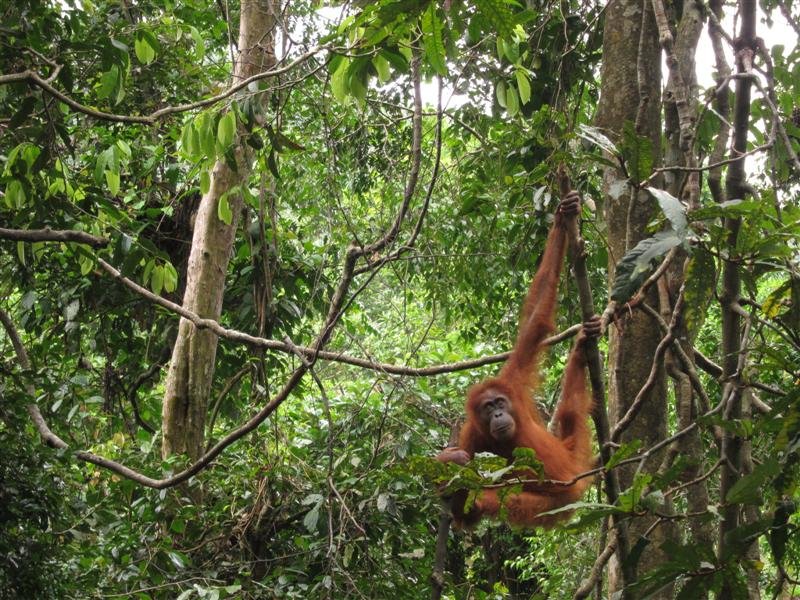 Orangutan at the feeding platform