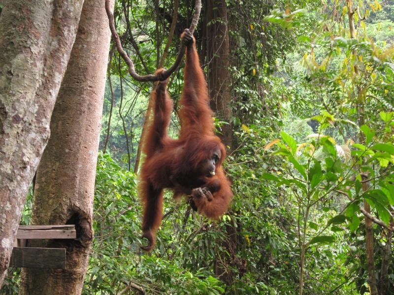 Orangutan with baby at the feeding platform