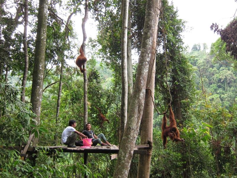 Orangutans at the feeding platform