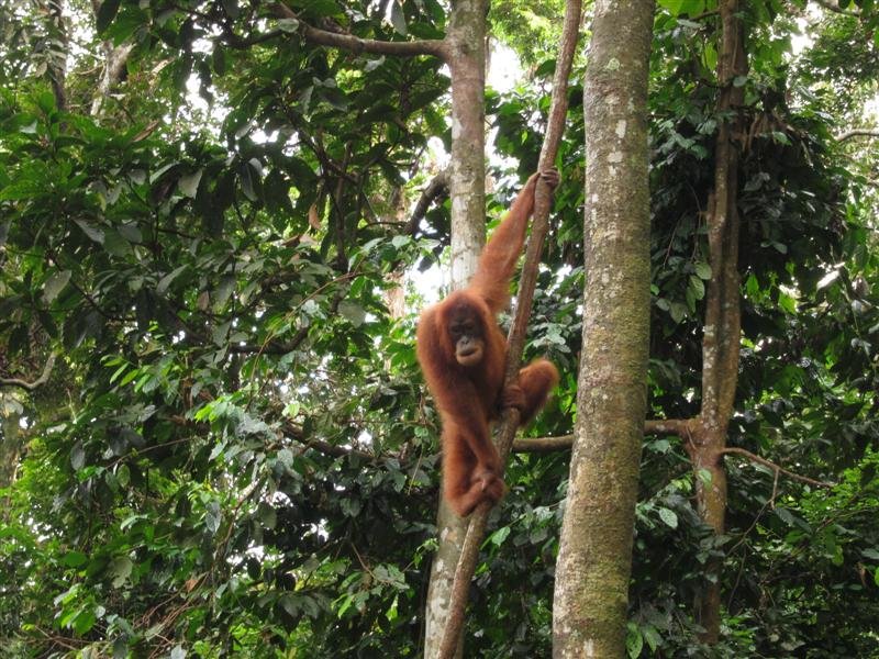 Orangutan at the feeding platform