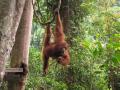 Orangutan with baby at the feeding platform