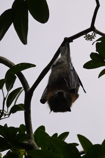 More bats