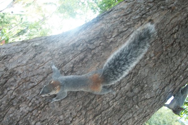 Crazy squirrels.